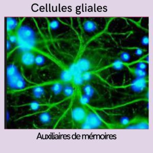 cellules gliales
